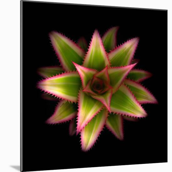 Botanicals Still Life of Flower-Trigger Image-Mounted Photographic Print