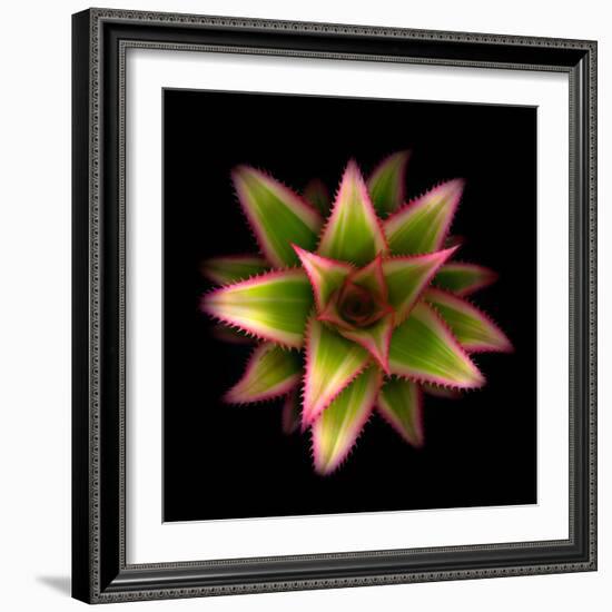 Botanicals Still Life of Flower-Trigger Image-Framed Photographic Print
