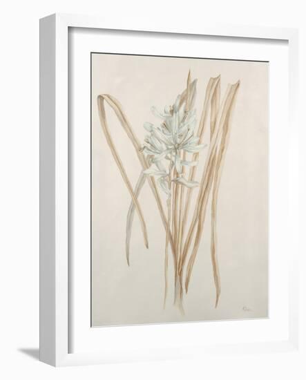 Botanicals V-Rikki Drotar-Framed Giclee Print