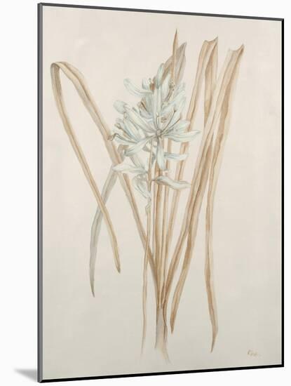 Botanicals V-Rikki Drotar-Mounted Giclee Print