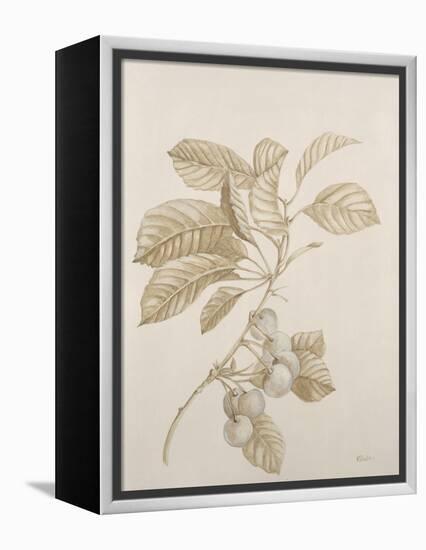 Botanicals VI-Rikki Drotar-Framed Premier Image Canvas
