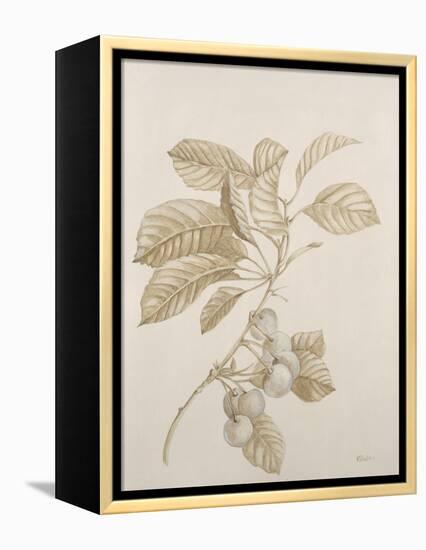 Botanicals VI-Rikki Drotar-Framed Premier Image Canvas