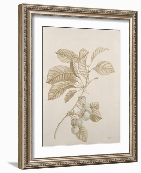 Botanicals VI-Rikki Drotar-Framed Giclee Print