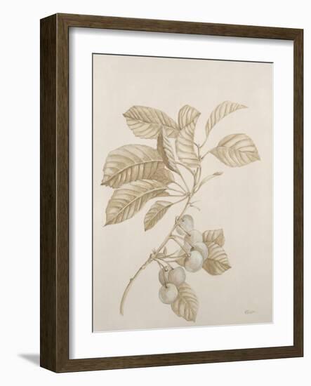 Botanicals VI-Rikki Drotar-Framed Giclee Print