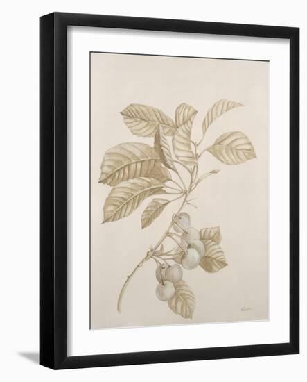 Botanicals VI-Rikki Drotar-Framed Giclee Print