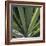 Botanicals VIII-Tony Koukos-Framed Giclee Print