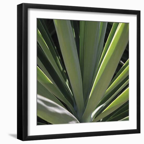 Botanicals VIII-Tony Koukos-Framed Giclee Print