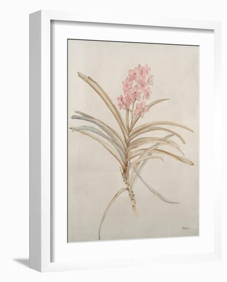 Botanicals X-Rikki Drotar-Framed Giclee Print