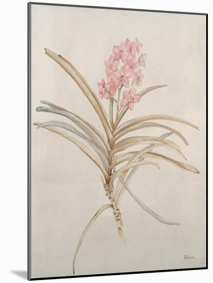 Botanicals X-Rikki Drotar-Mounted Giclee Print