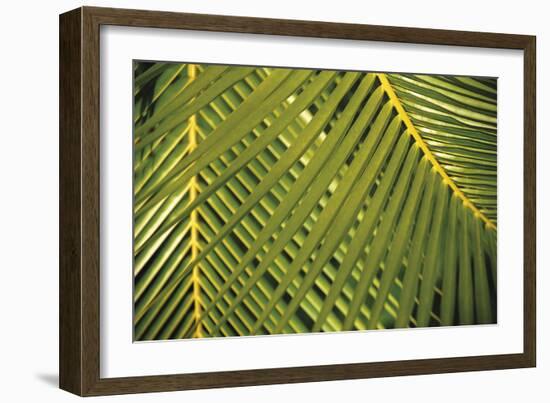 Botanicals XI-Tony Koukos-Framed Giclee Print