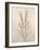 Botanicals XII-Rikki Drotar-Framed Giclee Print