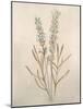 Botanicals XII-Rikki Drotar-Mounted Giclee Print