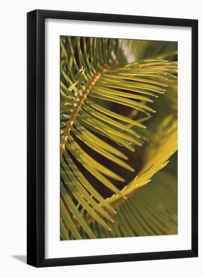 Botanicals XV-Tony Koukos-Framed Giclee Print