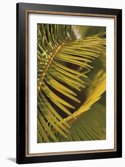 Botanicals XV-Tony Koukos-Framed Giclee Print