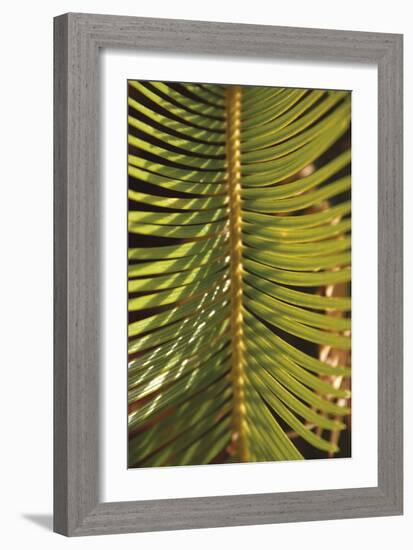 Botanicals XVI-Tony Koukos-Framed Giclee Print