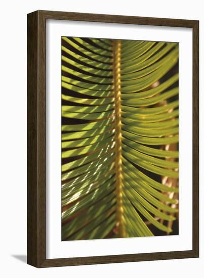 Botanicals XVI-Tony Koukos-Framed Giclee Print