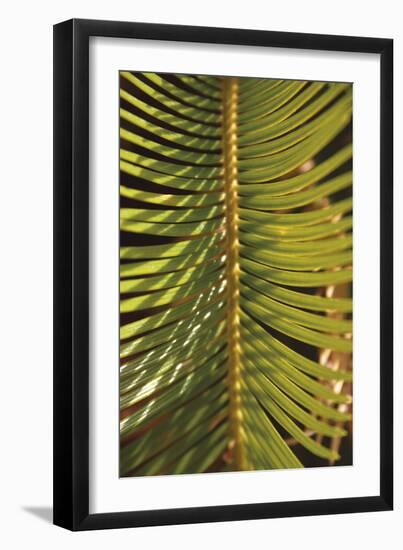 Botanicals XVI-Tony Koukos-Framed Giclee Print