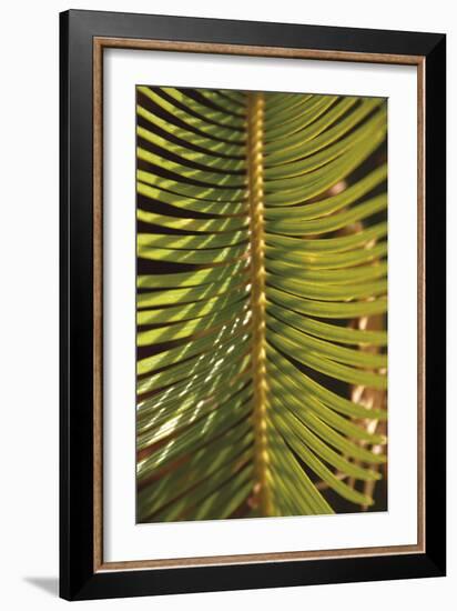 Botanicals XVI-Tony Koukos-Framed Giclee Print