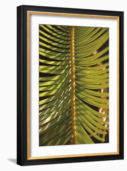 Botanicals XVI-Tony Koukos-Framed Giclee Print