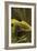 Botanicals XVII-Tony Koukos-Framed Giclee Print