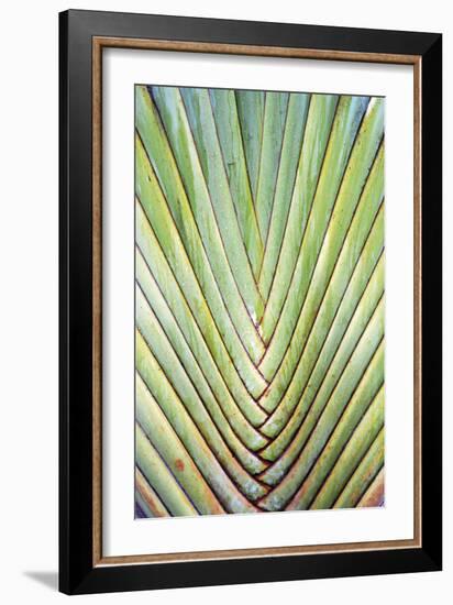 Botanicals XXIV-Tony Koukos-Framed Giclee Print