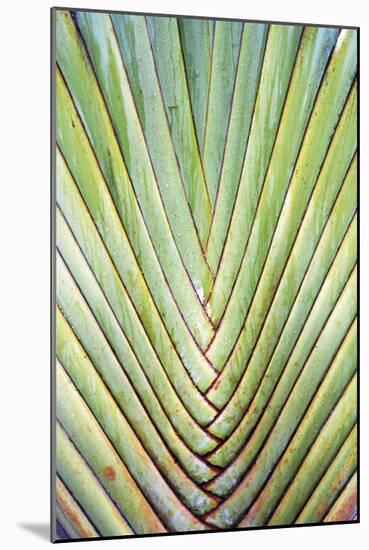 Botanicals XXIV-Tony Koukos-Mounted Giclee Print