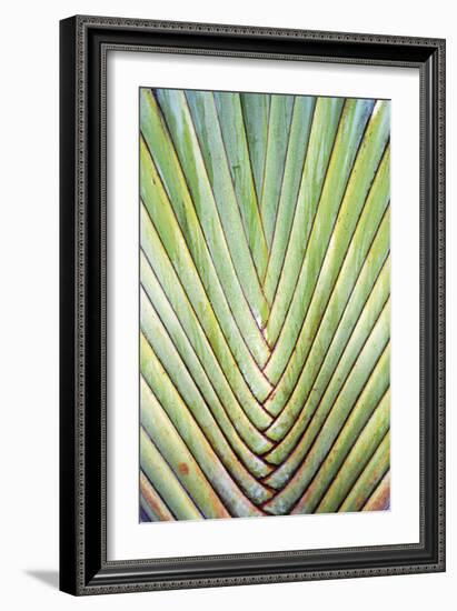 Botanicals XXIV-Tony Koukos-Framed Giclee Print