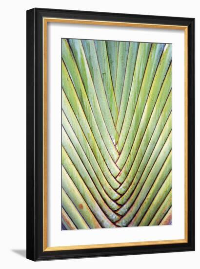 Botanicals XXIV-Tony Koukos-Framed Giclee Print