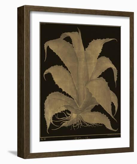 Botanicus - Century Plant-Maria Mendez-Framed Giclee Print