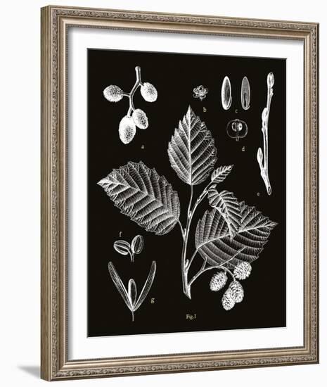 Botanicus Foli-Maria Mendez-Framed Giclee Print