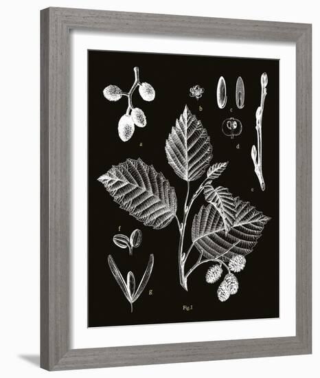 Botanicus Foli-Maria Mendez-Framed Giclee Print
