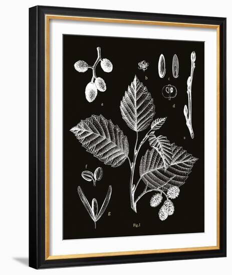 Botanicus Foli-Maria Mendez-Framed Giclee Print