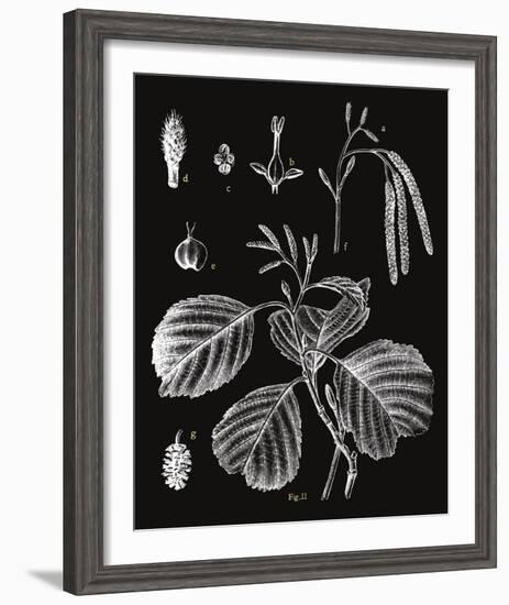 Botanicus Herba-Maria Mendez-Framed Giclee Print