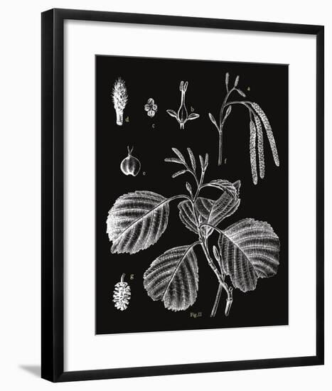 Botanicus Herba-Maria Mendez-Framed Giclee Print