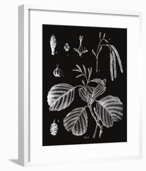 Botanicus Herba-Maria Mendez-Framed Giclee Print