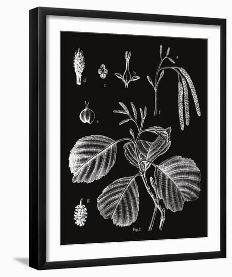 Botanicus Herba-Maria Mendez-Framed Giclee Print