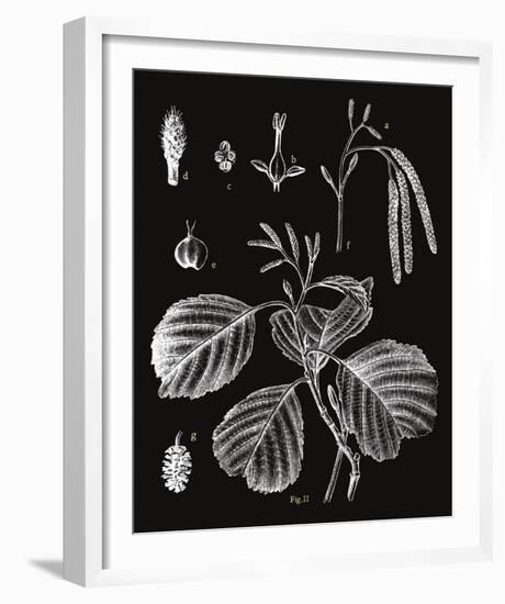 Botanicus Herba-Maria Mendez-Framed Giclee Print