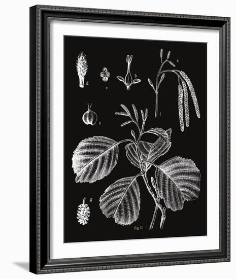 Botanicus Herba-Maria Mendez-Framed Giclee Print