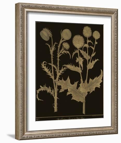 Botanicus - Nodding Thistle-Maria Mendez-Framed Giclee Print