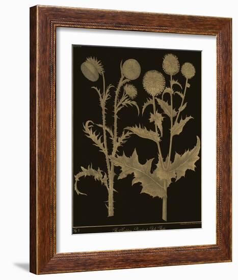 Botanicus - Nodding Thistle-Maria Mendez-Framed Giclee Print