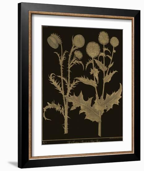 Botanicus - Nodding Thistle-Maria Mendez-Framed Giclee Print