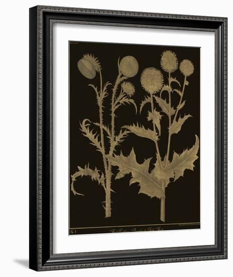 Botanicus - Nodding Thistle-Maria Mendez-Framed Giclee Print