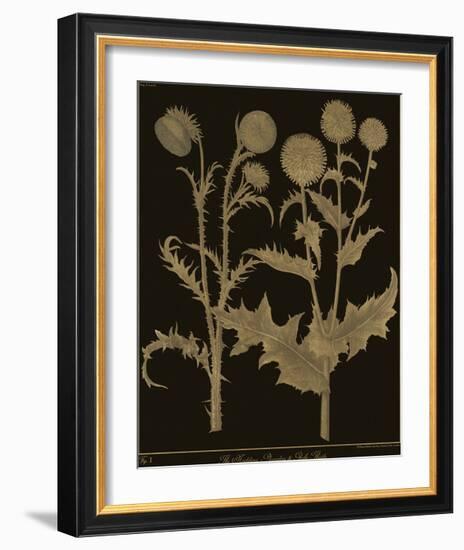 Botanicus - Nodding Thistle-Maria Mendez-Framed Giclee Print