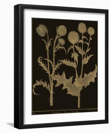 Botanicus - Nodding Thistle-Maria Mendez-Framed Giclee Print