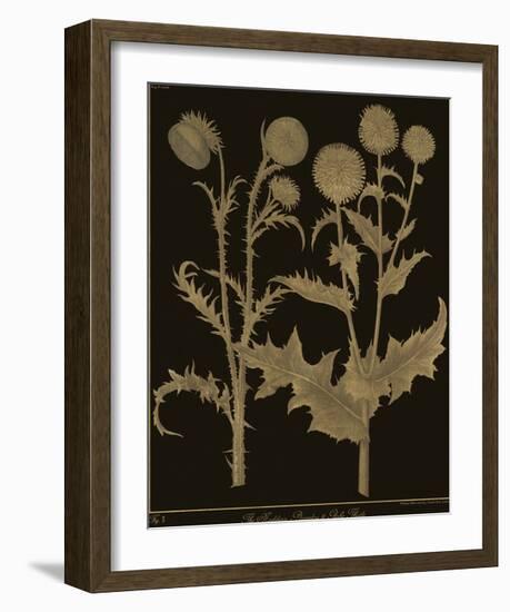 Botanicus - Nodding Thistle-Maria Mendez-Framed Giclee Print