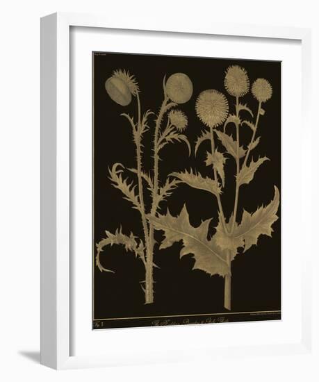 Botanicus - Nodding Thistle-Maria Mendez-Framed Giclee Print