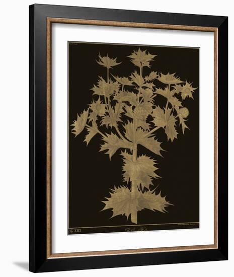 Botanicus - Sea Holly-Maria Mendez-Framed Giclee Print