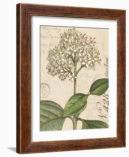 Botanique Bleu IV Vintage-Wild Apple Portfolio-Framed Art Print