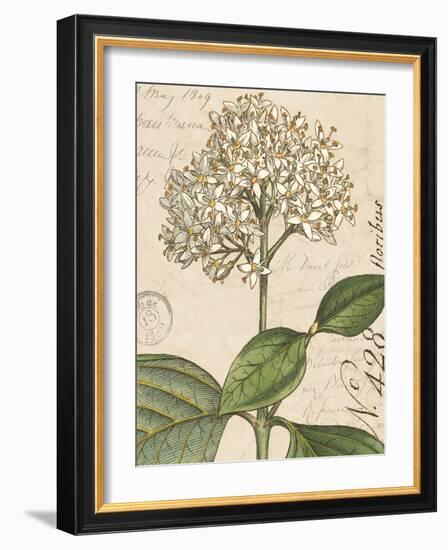 Botanique Bleu IV Vintage-Wild Apple Portfolio-Framed Art Print