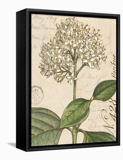 Botanique Bleu IV Vintage-Wild Apple Portfolio-Framed Stretched Canvas